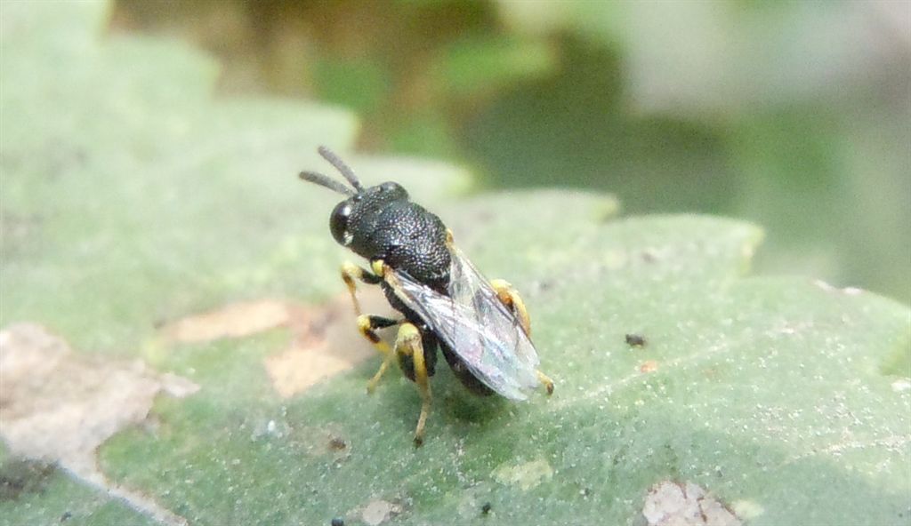 cfr.  Brachymeria sp.  (Brachymeridae/Chalcididae)